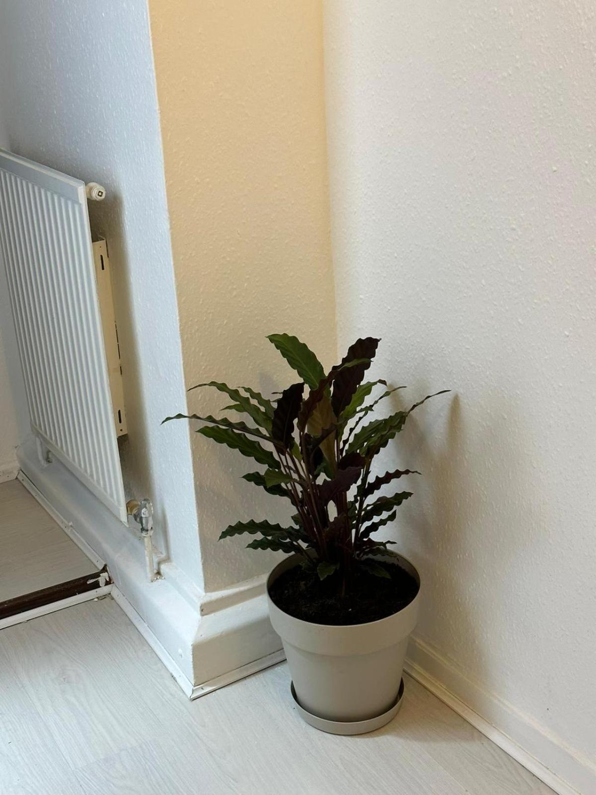 3 Bedroom King Cross Station City Centre Londra Dış mekan fotoğraf